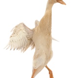Indian Runner Duck, flapping