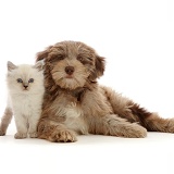 Chocolate merle Cockapoo pup and Persian-x-Ragdoll kitten