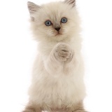 Playful Persian-x-Ragdoll kitten, 7 weeks old, paws clasped