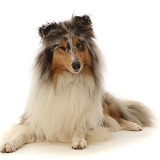 Rough Collie lying with head up