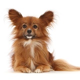 Paperanian (Pom x Papillon), 7 years old