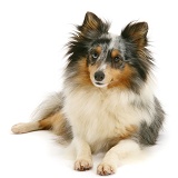 Sheltie, lying with head up