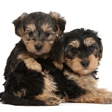 Yorkipoo pups, 7 weeks old
