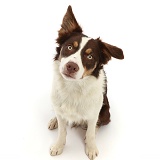 Chocolate tricolour Border Collie sitting looking up