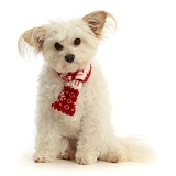 Pomapoo wearing a red-and-white scarf
