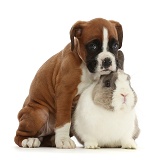 Boxer puppy and Netherland Dwarf rabbit