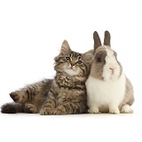 Tabby kitten with Netherland Dwarf rabbit