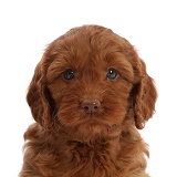 Red Cockapoo puppy, 6 weeks old