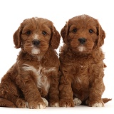 Red-and-white Cockapoo puppies, 6 weeks old