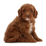 Red Cockapoo puppy, 6 weeks old
