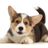 Playful Pembrokeshire Corgi puppy