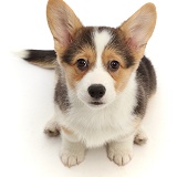Pembrokeshire Corgi puppy sitting and looking up