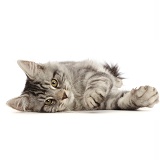 Silver tabby kitten lying with on his side