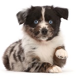 Mini American Shepherd puppy, pointing paw