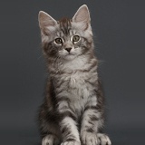 Silver tabby kitten on grey background