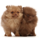 Two Pomeranian puppies