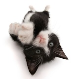 Black-and-white kitten lying on his back