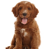 Australian Labradoodle puppy, tongue out