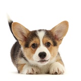 Playful Pembrokeshire Corgi puppy