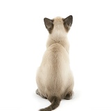 Blue-point Siamese kitten, back view