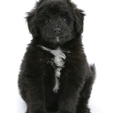 Black Sheltie x Poodle pup, sitting