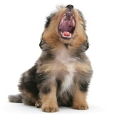 Sheltie x Poodle pup yawning