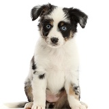 Mini American Shepherd puppy, 7 weeks old