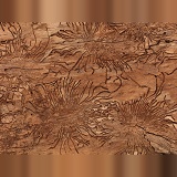 Patterns in Elm bark made by Elm Bark Beetles