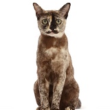 Tortoiseshell Burmese cat, 1 year old, sitting