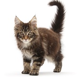 Maine Coon kitten