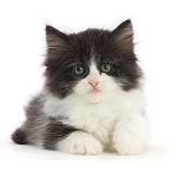 Black-and-white Persian x Ragdoll kitten