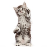 Silver tabby kitten, with raised paws