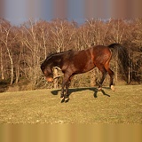 Bay Warmblood Gelding, 10 years old, bucking