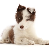 Brown-and-white Border Collie puppy