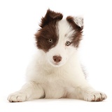 Brown-and-white Border Collie puppy