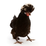 Young Polish chicken, pooping