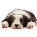 Bearded Collie puppy, 10 weeks old, lying with chin on floor