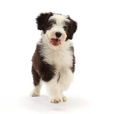 Bearded Collie puppy, 10 weeks old, running