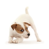 Tan-and-white Jack Russell Terrier puppy, in play-bow