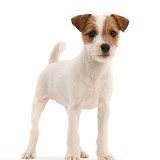 Tan-and-white Jack Russell Terrier puppy, standing