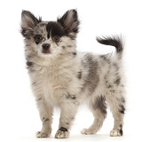 Pomeranian-cross puppy standing