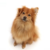 Pomeranian x Spitz dog, sitting looking up