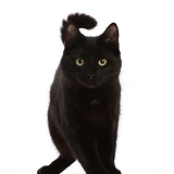 Black cat standing