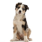 Border Collie-cross puppy sitting