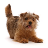 Norfolk terrier, 6 months old, in play-bow