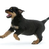 Rottweiler pup, 8 weeks old, running across