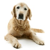 Elderly Golden Retriever