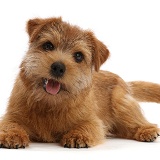 Norfolk terrier, 7 months old