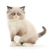 Persian-cross kitten, 9 weeks old, sitting with raised paw