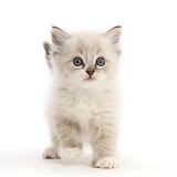 Ragdoll-cross kitten, walking